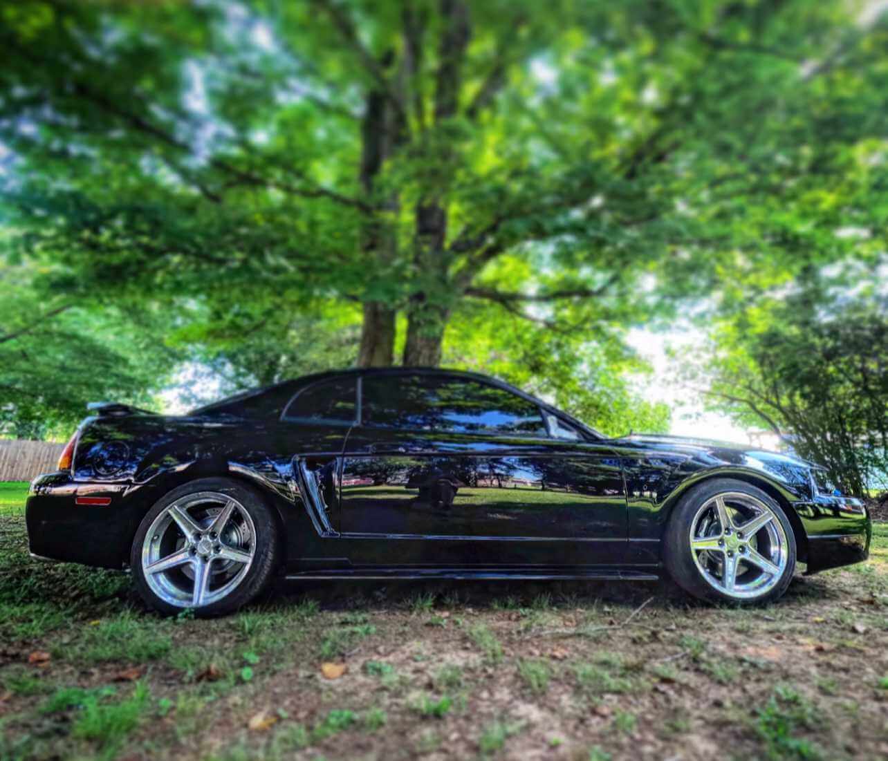 Tamco Paint Murdered Out Black 2.0 on Ford Mustang
