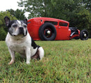 Race Red 2020 Pigeon Forge Rod Run  with a Dog