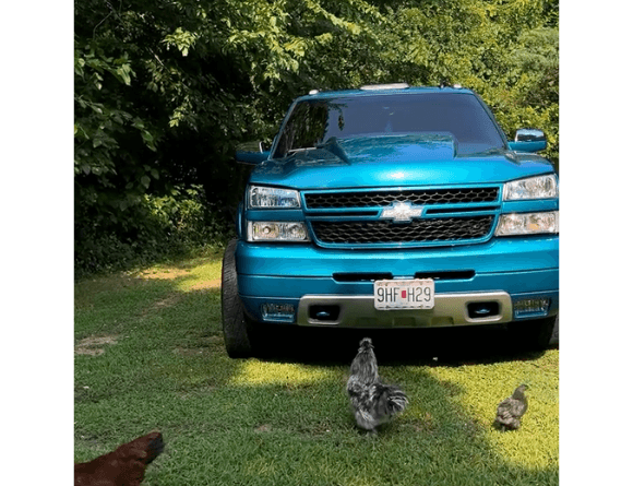 Tamco Paint Caribbean Current Pearl in 2007 Chevrolet Silverado