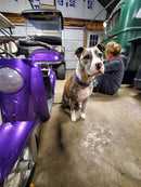 Tamco Paint Purple Pop Pearl