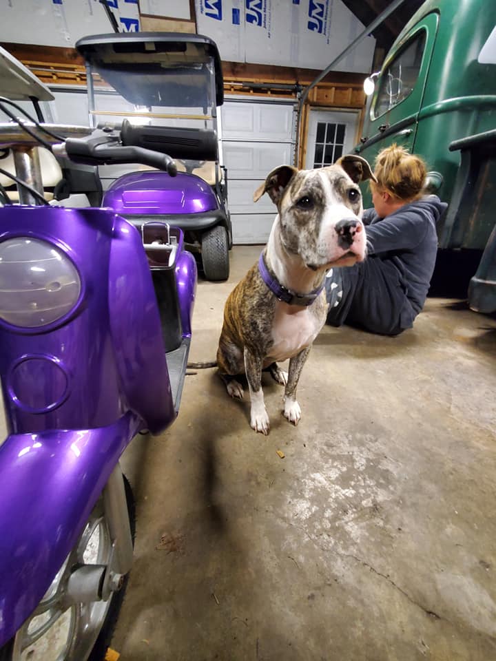 Tamco Paint Purple Pop Pearl