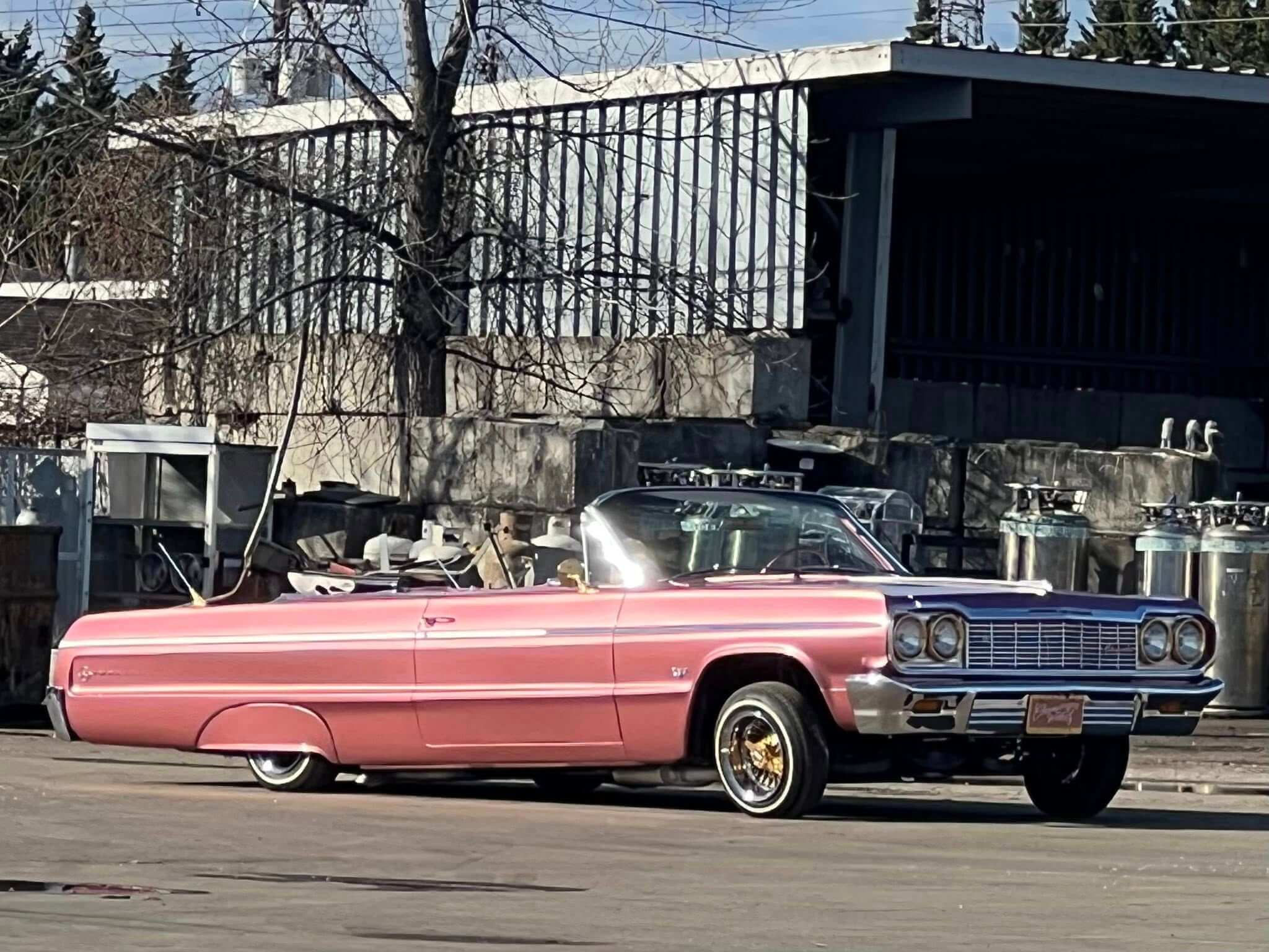 Tamco Paint Rose Gold on 1964 Chevrolet Impala