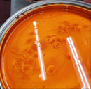 Tamco Paint Tamgerine Pearl Custom Color Basecoat