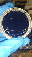 Ford Dark Blue | LK / 8161 | 1971;1988-2022 | OEM AG Series Single Stage